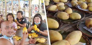 The mango “eat-all-you-can” event is the highlight every Manggahan Festival in Guimaras. PHOTOS FROM THE GUIMARAS MANGGAHAN FESTIVAL FACEBOOK PAGE