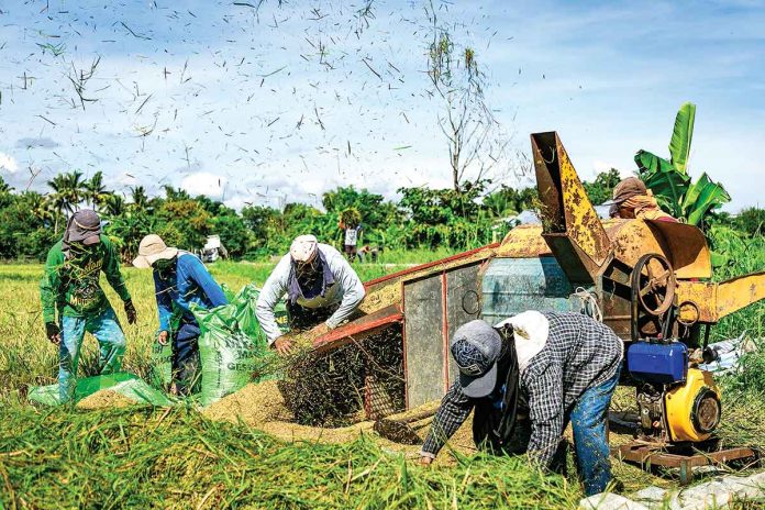 Western Visayas produced 2,356,902.44 metric tons of palay in 2021, which was 2.67 percent higher than in 2020. However, the 2021 palay production was below the targeted 2,500,851 MT considering the 143,949.37 MT damage in the rice sector brought by Typhoon “Odette” last December 2021. DA-6 PHOTO