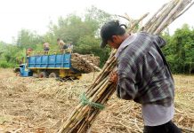 Plantation workers in Baragay Nasaka, Maasin, Iloilo prepare sugarcanes for transport to a sugar central in Passi City, Iloilo province. What triggered the economic boom of Iloilo in the 19th century was the development of its sugar industry. PN FILE PHOTO