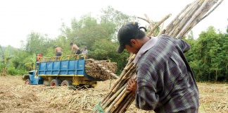 Iloilo tightens sugarcane movement to stop pest spread Plantation workers in Baragay Nasaka, Maasin, Iloilo prepare sugarcanes for transport to a sugar central in Passi City, Iloilo province. What triggered the economic boom of Iloilo in the 19th century was the development of its sugar industry. PN FILE PHOTO
