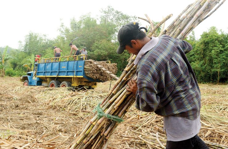 Plantation workers in Baragay Nasaka, Maasin, Iloilo prepare sugarcanes for transport to a sugar central in Passi City, Iloilo province. What triggered the economic boom of Iloilo in the 19th century was the development of its sugar industry. PN FILE PHOTO