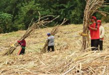 PH sugarcane farmers receive P300-M machinery from Japan