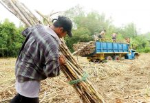 For those in the agricultural sector in Western Visayas, the minimum wage beginning June 5 will be P410 from P315. Photo shows plantation workers in Maasin, Iloilo hauling sugarcanes to a truck for transport to a sugar central. PN PHOTO