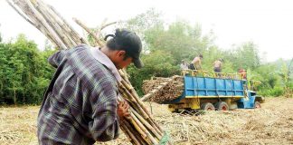 For those in the agricultural sector in Western Visayas, the minimum wage beginning June 5 will be P410 from P315. Photo shows plantation workers in Maasin, Iloilo hauling sugarcanes to a truck for transport to a sugar central. PN PHOTO