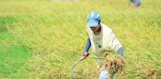 Iloilo Provincial Agriculture Office head Ildefonso Toledo assures that the province is 180 percent rice self-sufficient. He said it is not a problem if the local farmers fail to reach this year’s target palay production of one million metric tons.