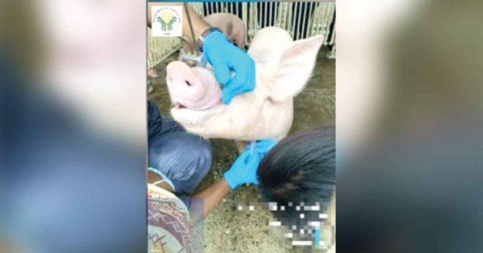 biosecurity Barangay Biosecurity Officers from Aklan train on African Swine Fever specimen collection. PNA photo courtesy of W. Dela Cerna, DA-6