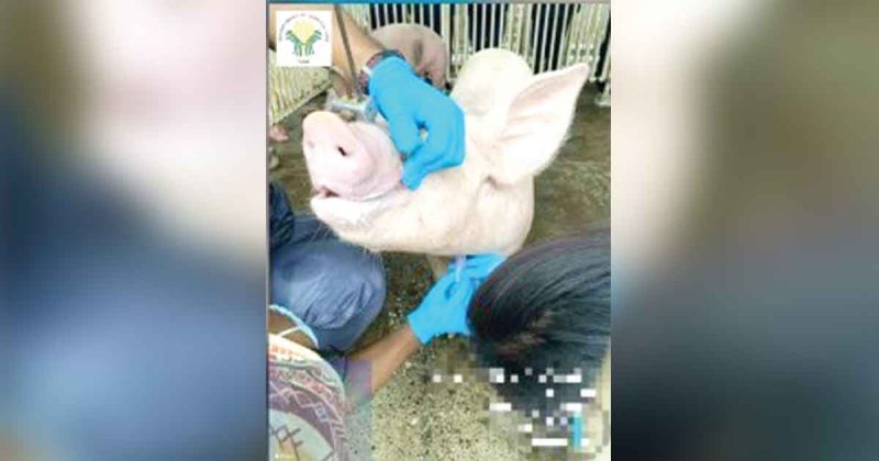 Over 200 biosecurity officers in W. Visayas train vs ASF