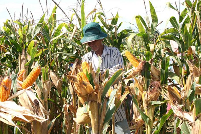 biz-fuel Corn farmers are dependent on petrol products in farm production, particularly those using machinery from land preparation to postharvest and processing activities.