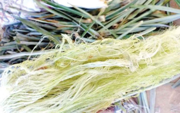 biz2 Fresh pineapple leaves in Iloilo are processed using a decorticating machine to turn them into this fiber. A decorticating machine has the capacity to process 70 to 90 kilograms of pineapple leaves per hour. PNA PHOTO COURTESY OF DOST-6