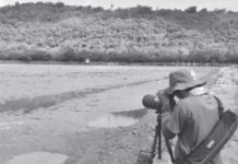 A Department of Environment and Natural Resources personnel in Capiz monitors a wetland for migratory birds during the conduct of the Asian Waterbird Census. CENRO - MAMBUSAO