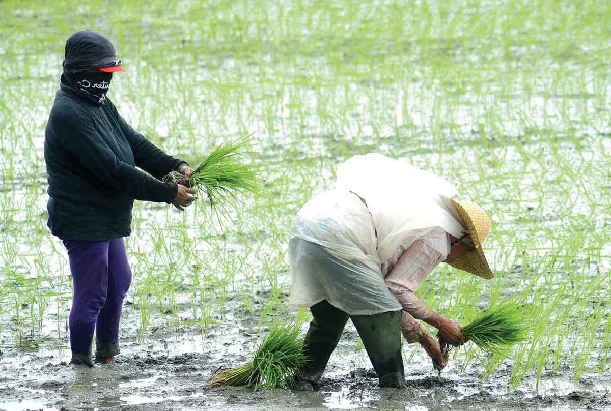 RICE PRODUCTION SEEN TO PLUMMET; DA tags high cost farm inputs as culprit