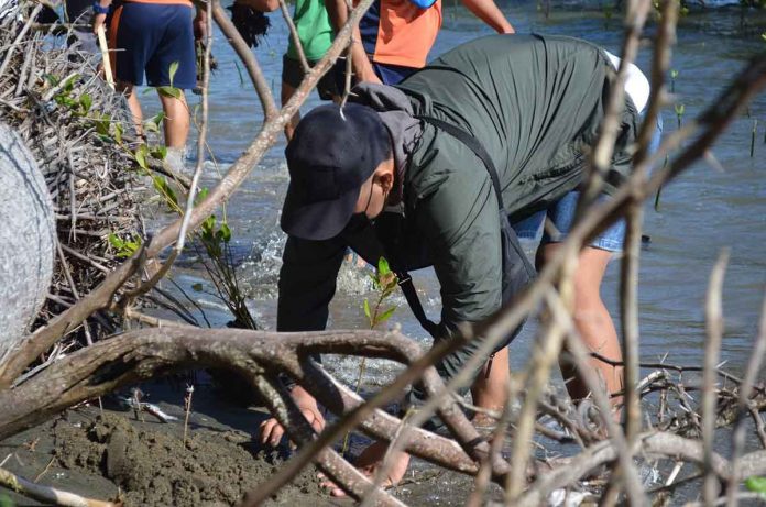 glenda-capiz A volunteer plants a mangrove propagule during the kick-off of Capiz provincial government’s 1M Kahoy Project – a massive reforestation program. PHOTO BY CAPENRO