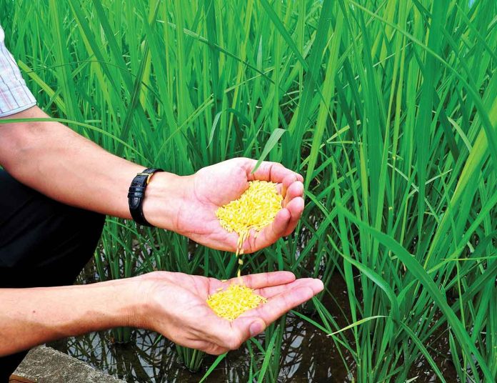 golden-rice Golden Rice is a new type of rice that contains beta carotene (provitamin A, a plant pigment that the body converts into vitamin A as needed). This compound is what gives this grain its yellow-orange or golden color, hence its name. IRRI PHOTO