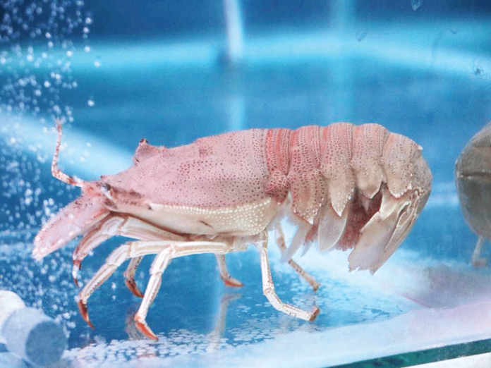 lobster Slipper lobster or pitik-pitik is one of the lobster species traded in the Philippines and now the subject of studies at the Southeast Asian Fisheries Development Center Aquaculture Department in Tigbauan, Iloilo. PHOTO BY JF ALDON