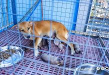 57 stray dogs find home at Iloilo City dog pound Dogs in the Iloilo City Dog Pound and Animal Shelter in the shelter will be neutered or spayed to prevent them from reproducing; others will be up for adoption. PHOTO @JERRYTREÑASOFFICIAL
