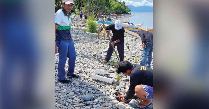 Personnel of the Municipal Environment and Natural Resources of Libertad, Antique plant beach forest tree species along the municipal coast. When fully grown, the trees will serve as natural defenses of coastal communities against violent storm surges and coastal erosion. Libertad MENRO Photo