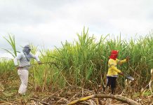 Sugar shortage looms: Panay sugar mills told to open early for next milling season Iloilo 3rd District Board Member Matt Palabrica says the most logical, equitable and beneficial solution would be an early start of the sugar milling season so that farmers can cash in their mature sugarcane crops and also increase the supply of sugar in the local market. Photo shows farmers harvesting sugarcane in a plantation in Barotac Nuevo, Iloilo.