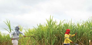 Iloilo 3rd District Board Member Matt Palabrica says the most logical, equitable and beneficial solution would be an early start of the sugar milling season so that farmers can cash in their mature sugarcane crops and also increase the supply of sugar in the local market. Photo shows farmers harvesting sugarcane in a plantation in Barotac Nuevo, Iloilo.