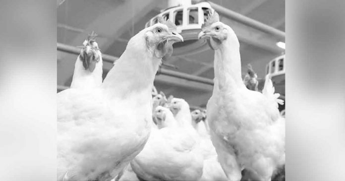 aklan-poultry On March 2022, the province of Aklan imposed a temporary ban on the entry of domestic and wild birds including meat, eggs, semen, and manure from other regions to protect the general public from the ill effects of Avian Influenza.