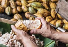 Cacao is considered a valuable crop. But the current local supply is not enough to sustain the demand for processing into products like tablea, syrup and cocoa powder.