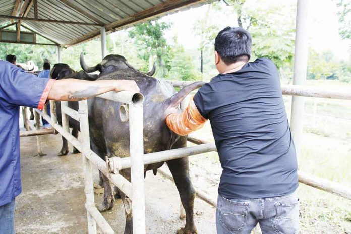 biz-livestock Artificial Insemination practitioners in Western Visayas undergo retraining. Artificial Insemination is a reproductive tool used to produce animals with better productivity for milk and meat.