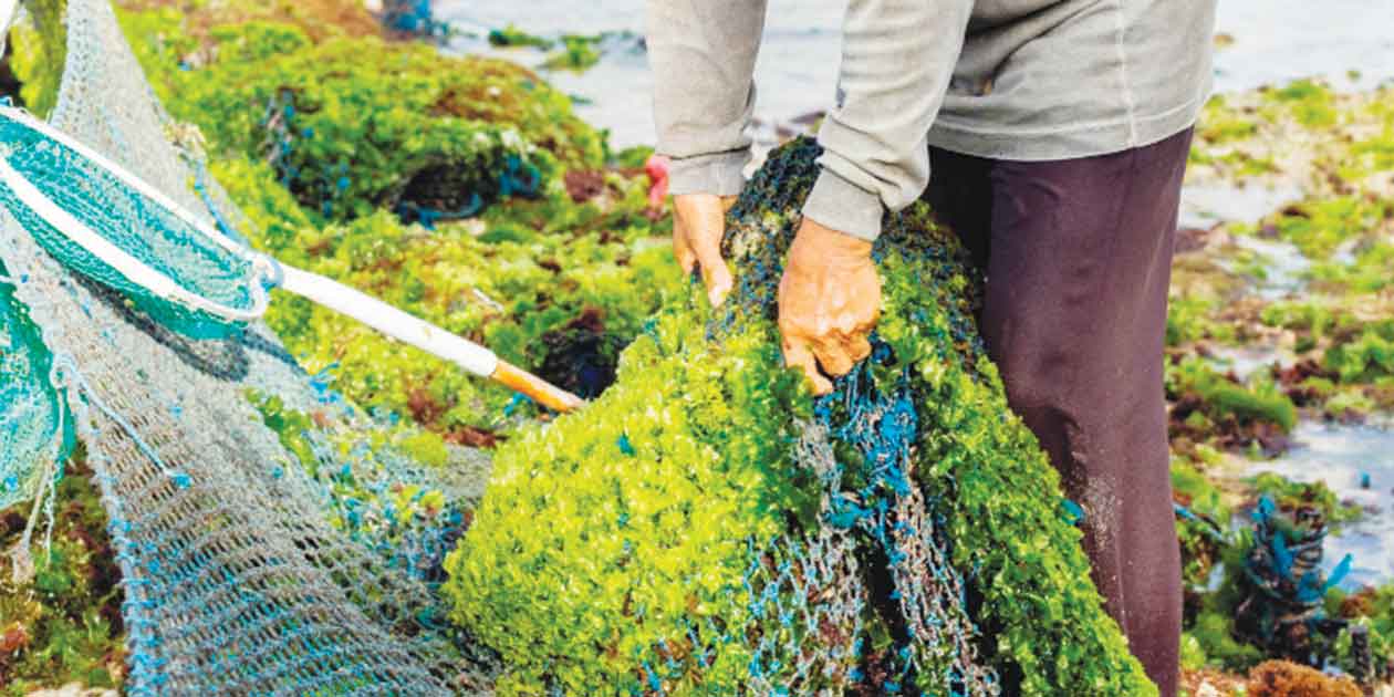 UPV seaweed team to help Iloilo seaweed farmers