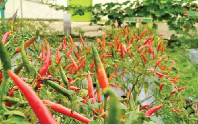biz2 Red peppers are grown by learners at the Antique Integrated Farm School in Barangay Aningalan, San Remigio, Antique. PHOTO BY SAN REMIGIO LGU