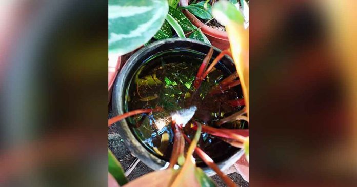 dengue Mosquitoes could breed in this flower pot full of rainwater in Barangay Maybato Norte, San Jose de Buenavista, Antique. Municipal Health Officer, Dr. Melba Billones, said frequent rain in Antique's capital town has hampered the implementation of the four o’clock habit of residents to clean their surroundings. PHOTO COURTESY OF IPHO ANTIQUE