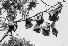 Flying foxes eat fruit and other plant matter, and occasionally consume insects as well. They locate resources with their keen sense of smell. Most, but not all, are nocturnal. They navigate with keen eyesight, as they cannot echolocate. This photo of the Wild Bird Photographers of the Philippines shows flying foxes sleeping upside down on a branch of a tree. PHOTO BY THE WILD BIRD PHOTOGRAPHERS OF THE PHILIPPINES