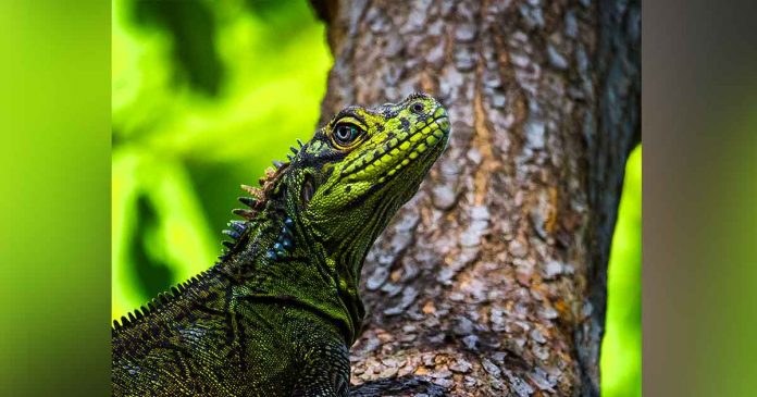 sailfin-lizard Photo courtesy of Kirkamon/ WikiMedia Commons