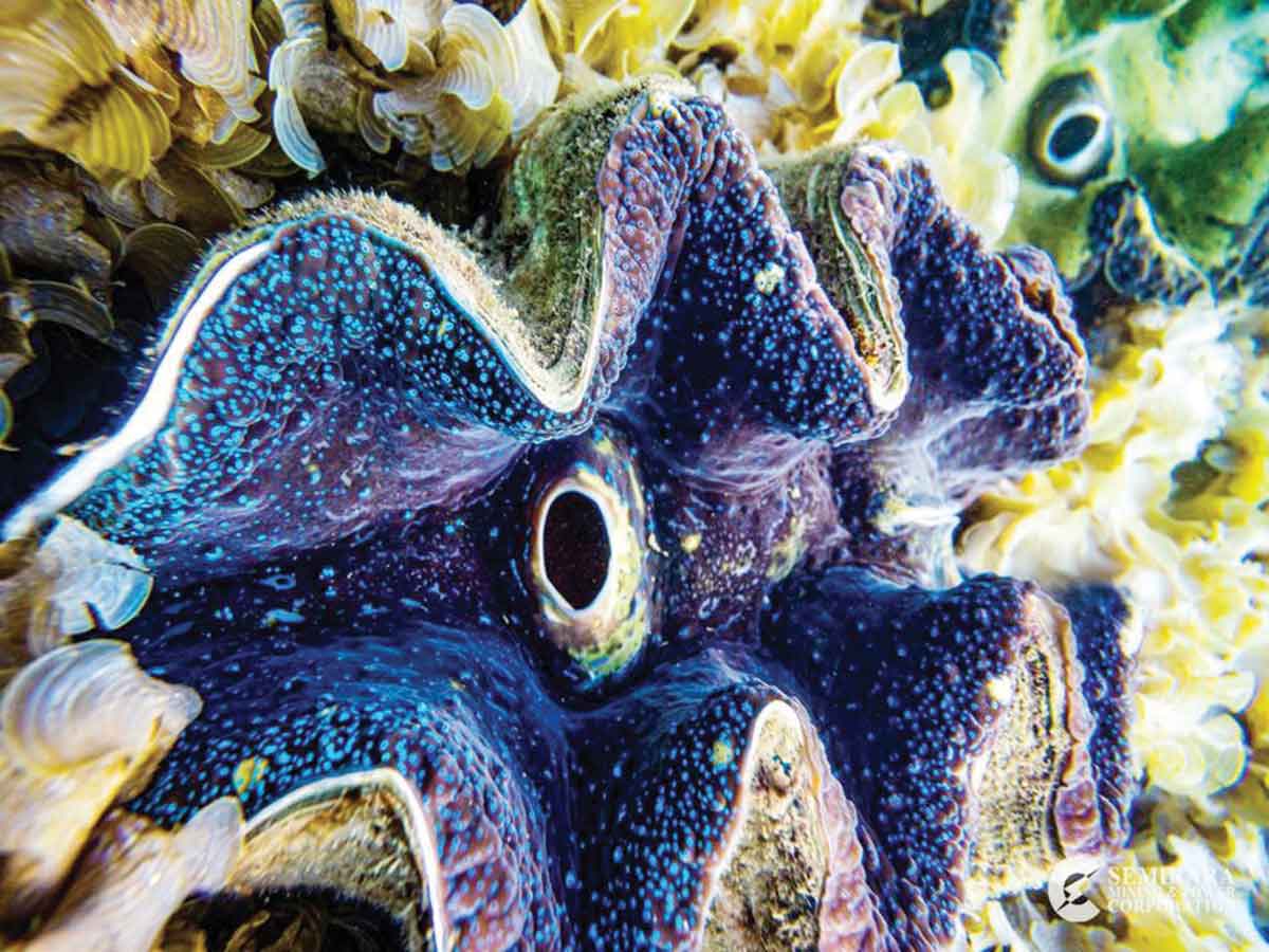 SMPC reseeds 500 endangered clams on Semirara Island