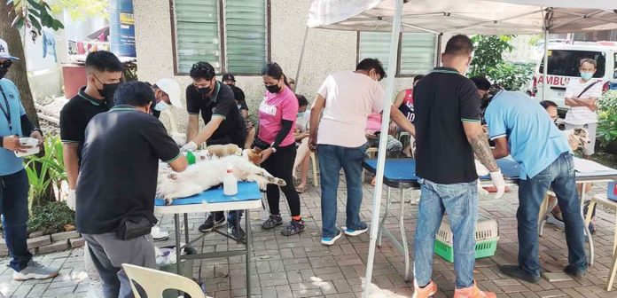 vet The Office of the City Veterinarian of Iloilo City conducts castration or neutering of male pets and spaying of female pets to control their population or prevent overpopulation. ILOILO CITY PIO PHOTO