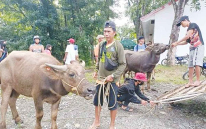biz-caracow A farmer from San Remigio, Antique receives a caracow from the Department of Agriculture. As of Aug. 17), a total of 70 caracows were dispersed to farmer-beneficiaries in San Remigio and Valderrama towns. PHOTO COURTESY OF AGRICULTURAL PROGRAM COORDINATING OFFICE ANTIQUE