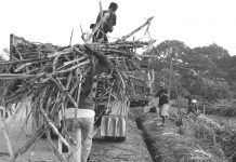 Sugar mills reopen ahead of milling season Negros Occidental sacadas (migrant workers) haul sugarcane to a cargo truck for transport to a sugar central for milling. The Sugar Regulatory Administration anticipates sugar shortage before the opening of milling season for calendar year 2022-2023 which is estimated at about 300,000 metric tons. PN FILE PHOTO