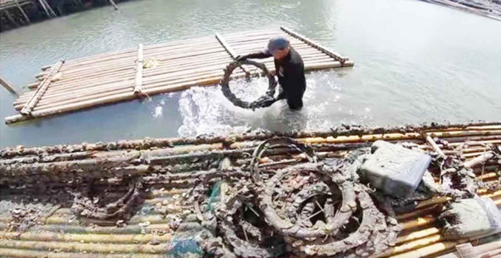 Oyster farming pushed