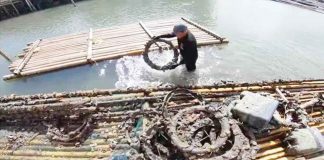 From under the water in this oyster farm in Roxas City, a man scoops out this circular contraption – a used automotive rubber tire – where oysters are growing.