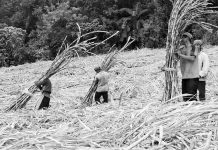 Plantation workers in Baragay Nasaka, Maasin, Iloilo prepare sugarcanes for transport to a sugar central in Passi City, Iloilo province in this undated photo. What triggered the economic boom of Iloilo in the 19th century was the development of its sugar industry. PN PHOTO