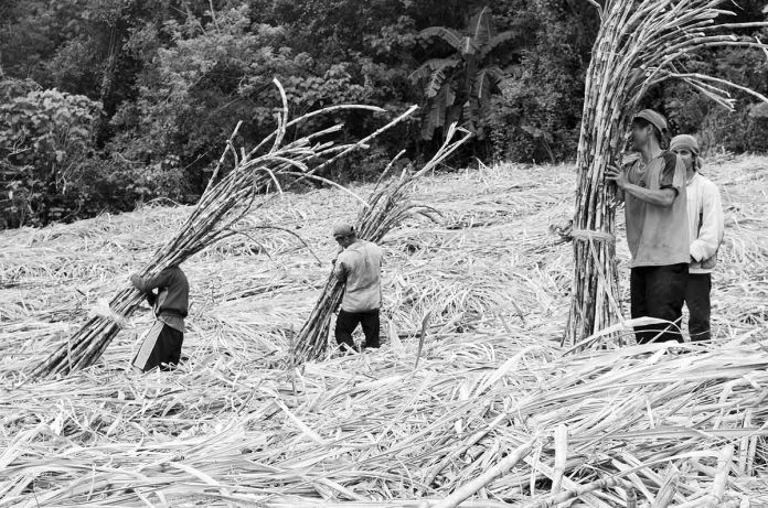 sugar-workers Plantation workers in Baragay Nasaka, Maasin, Iloilo prepare sugarcanes for transport to a sugar central in Passi City, Iloilo province in this undated photo. What triggered the economic boom of Iloilo in the 19th century was the development of its sugar industry. PN PHOTO