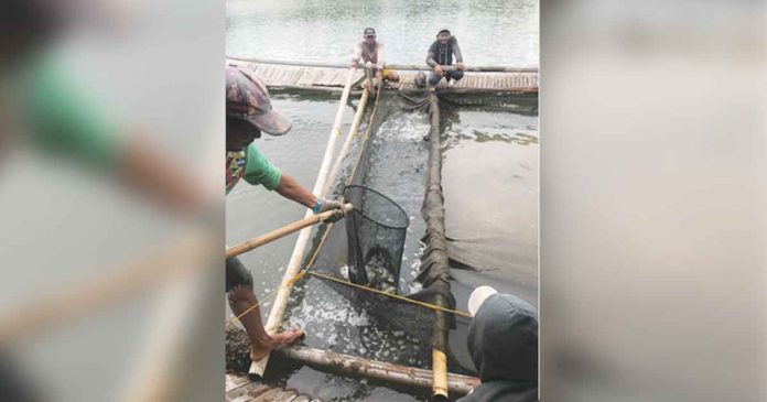upv-livelihood-support A fish farmer harvests tilapia from a fishpond in Capiz. The University of the Philippines Visayas has developed saline tilapia strains that can tolerate and grow in seawater. UPV PHOTO