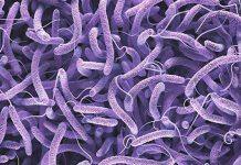 Zimbabwe faces cholera crisis Photo courtesy from MedicineNet