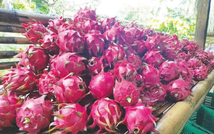 dragon-fruit ‘ENTER THE DRAGON;’ Guimaras bets on dragon fruit to bolster economy