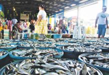 Oil prices affecting fresh fish supply in markets The Department of Agriculture-Bureau of Fisheries and Aquatic Resources forecasts an annual production of 293,431 metric tons (MT) of sardine or tamban, covering the national demand of 101,367 MT. DA PHOTO