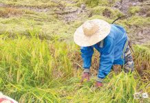 Iloilo bats for more DOT-accredited farm tourism sites National Food Authority Antique acting branch manager Glenda Paz said on Tuesday, Sept. 6, 2022, that they are now procuring palay from farmers as the harvest season starts this September. Photo shows a farmer harvesting palay in the province for the first cropping. PROVINCE OF ANTIQUE/FB