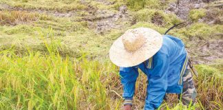 National Food Authority Antique acting branch manager Glenda Paz said on Tuesday, Sept. 6, 2022, that they are now procuring palay from farmers as the harvest season starts this September. Photo shows a farmer harvesting palay in the province for the first cropping. PROVINCE OF ANTIQUE/FB