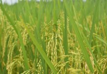 Photo courtesy of the Department of Agriculture - Western Visayas/Facebook