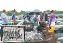 Pompano harvest at the Igang Marine Station of the Southeast Asian Fisheries Development Center Aquaculture Department in Guimaras. NG ARMADA PHOTO