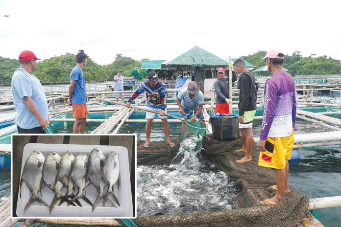 seafdec-pomapno-farming Pompano harvest at the Igang Marine Station of the Southeast Asian Fisheries Development Center Aquaculture Department in Guimaras. NG ARMADA PHOTO