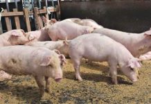 NegOcc renews support for P10-B swine, livestock industries Negros Occidental, which has a PHP6-billion hog industry, is the top backyard hog producer in the Philippines. PROV’L GOV’T OF NEGROS OCCIDENTAL/FB