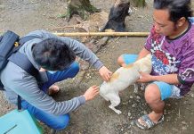 Over 150K dogs in Iloilo vaccinated against rabies A Provincial Veterinary Office personnel vaccinates a dog against rabies in Oton, Iloilo. DAREL TABUADA/PVO