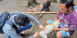 A Provincial Veterinary Office personnel vaccinates a dog against rabies in Oton, Iloilo. DAREL TABUADA/PVO
